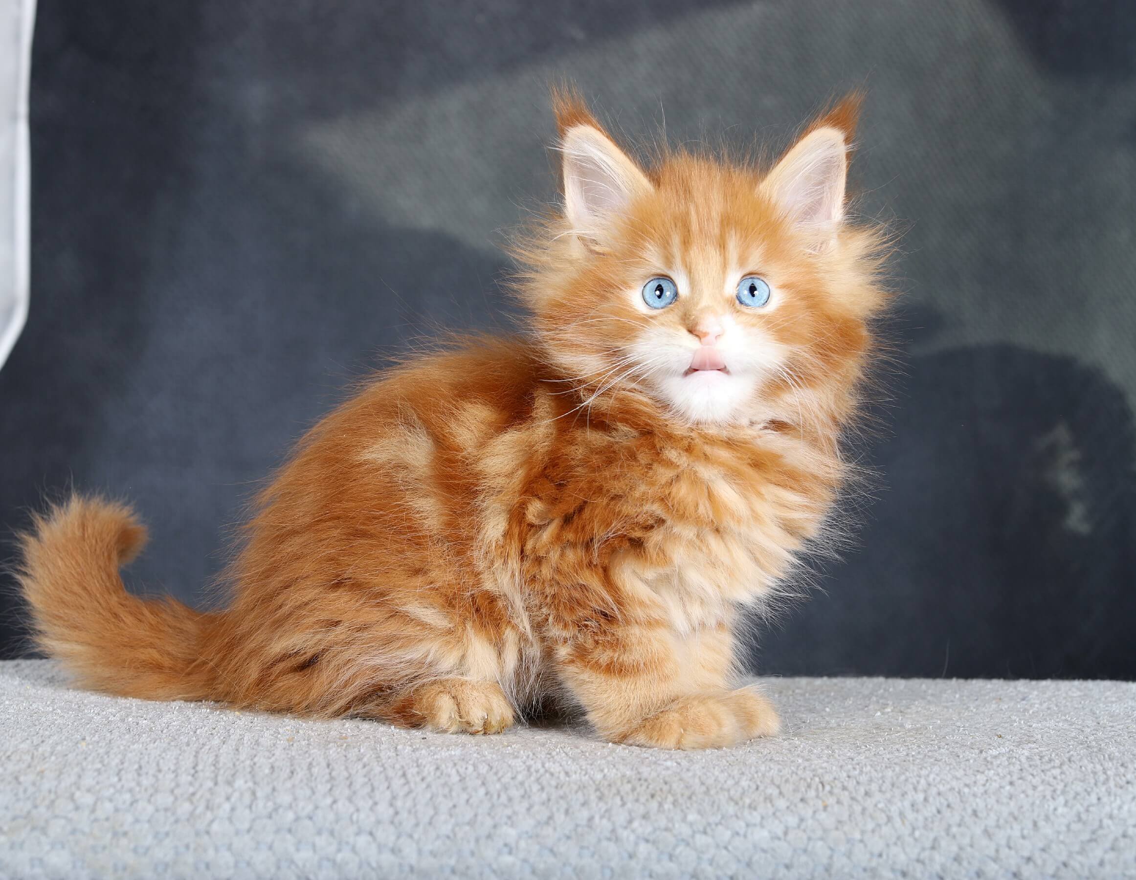 Kitty 2026-07-01