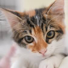 Kitty 2026-07-02